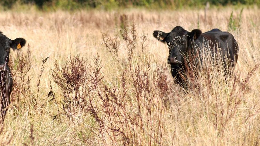 Une nouvelle filière pour Auchan