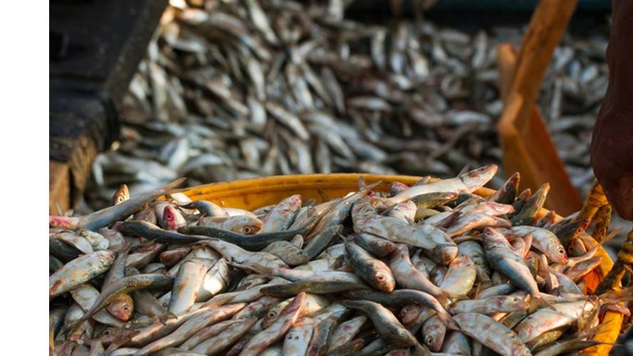 Le changement climatique entraîne la disparition des poissons