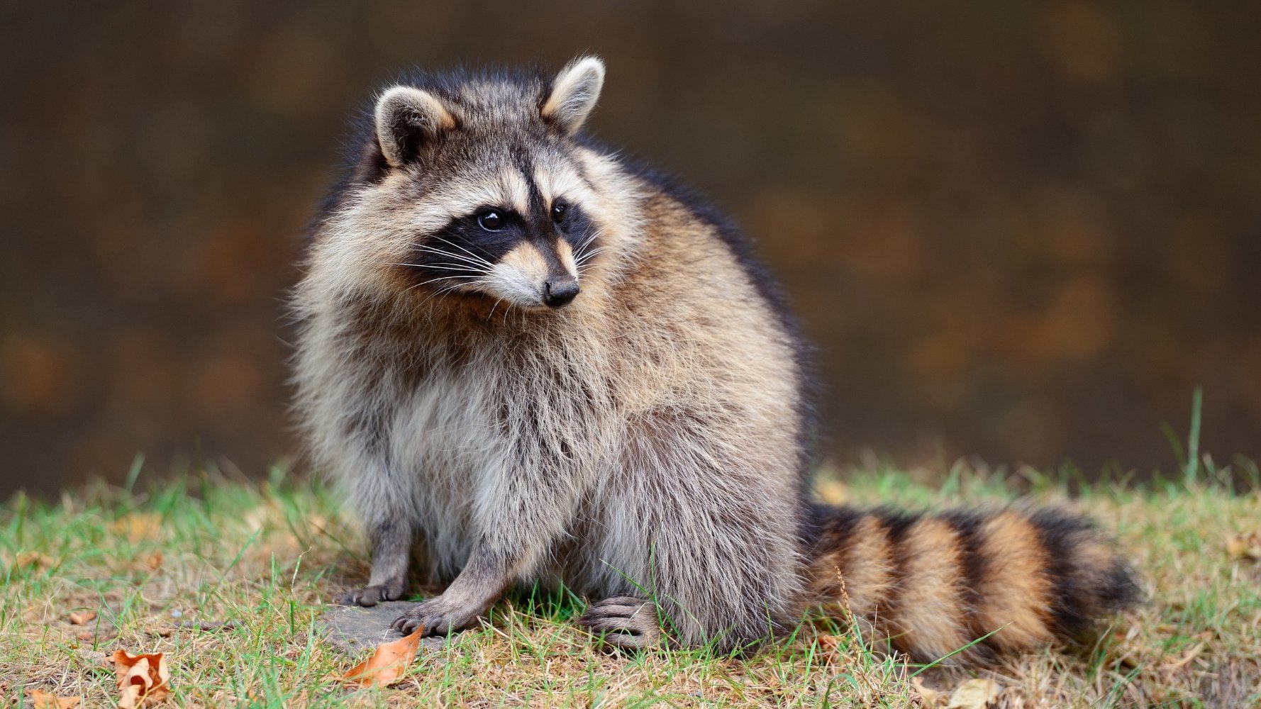 L'ascaris du raton laveur : une vigilance importante s'impose
