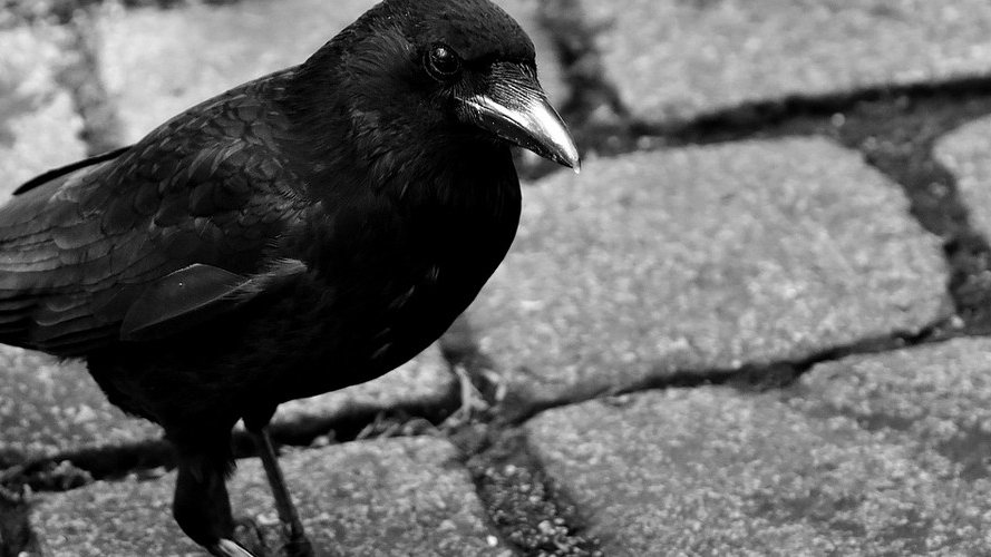 Les corvidés sont-ils les singes du monde aviaire ?