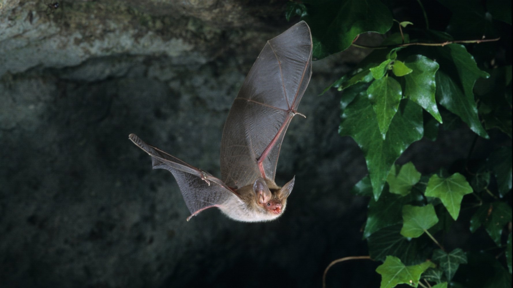 Des chiens au service des chauves-souris