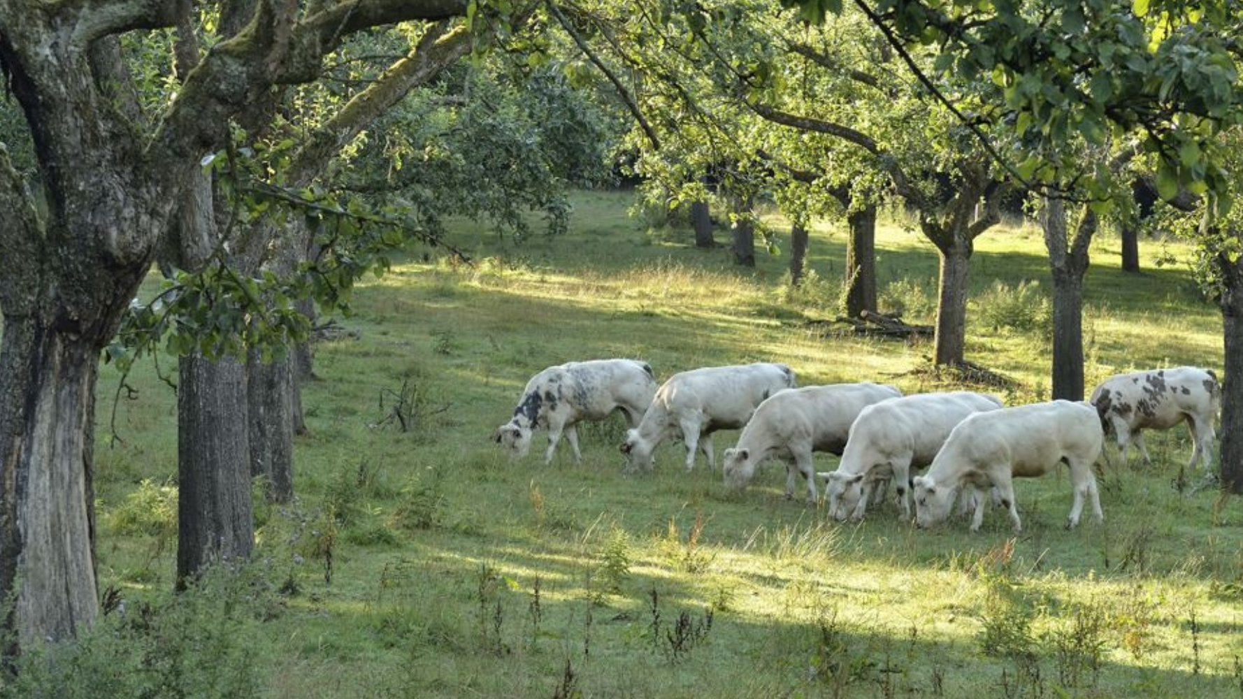 L'arbre, le loup, le castor et notre avenir
