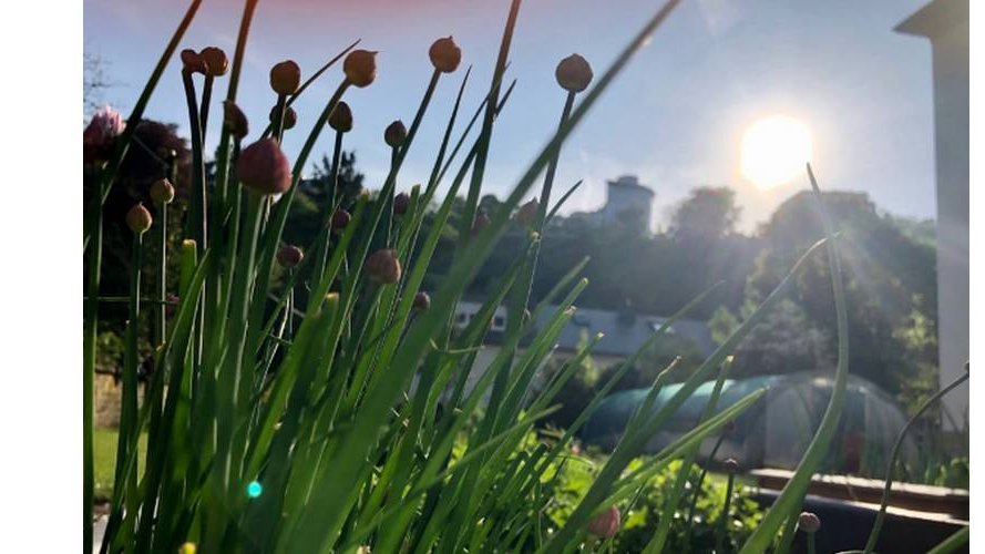 RDV au jardin de Canopée