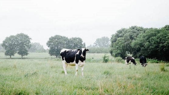 La ferme de demain, écolo et prospère, existe déjà !