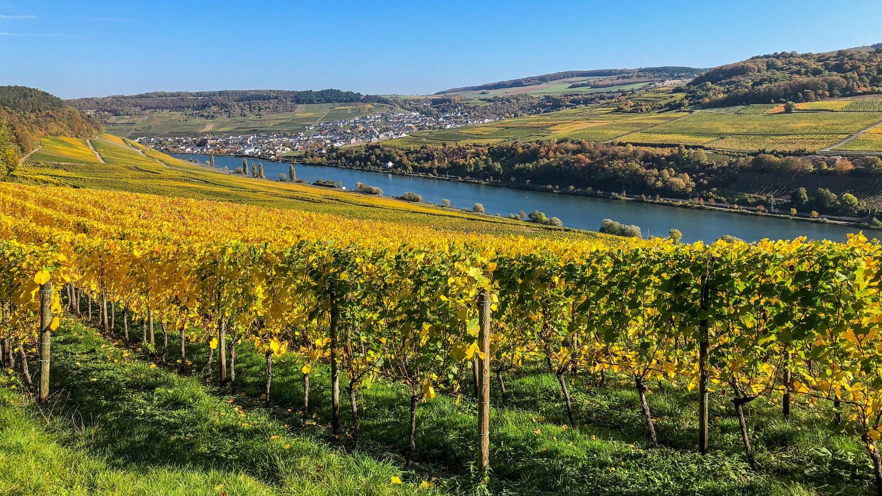 Sur les bords de la Moselle, la chaleur a avancé le début des vendanges