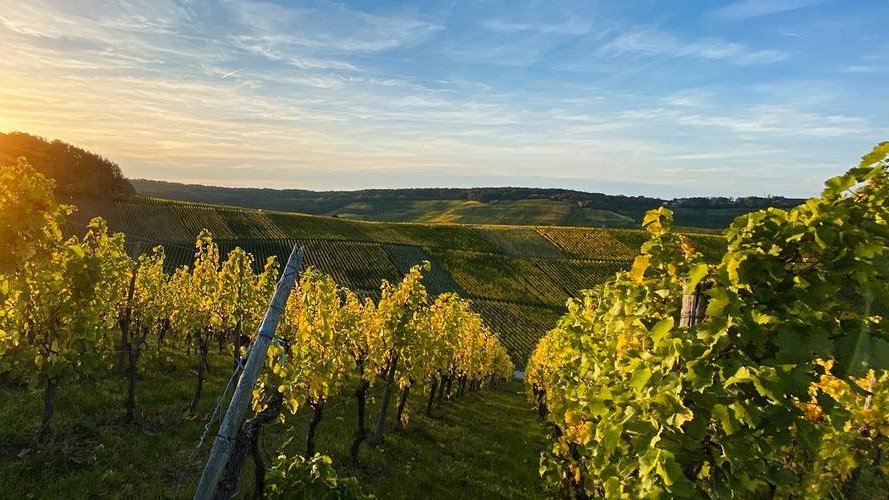 Vins et crémants : une qualité remarquée dans un travail de plus en plus écoresponsable