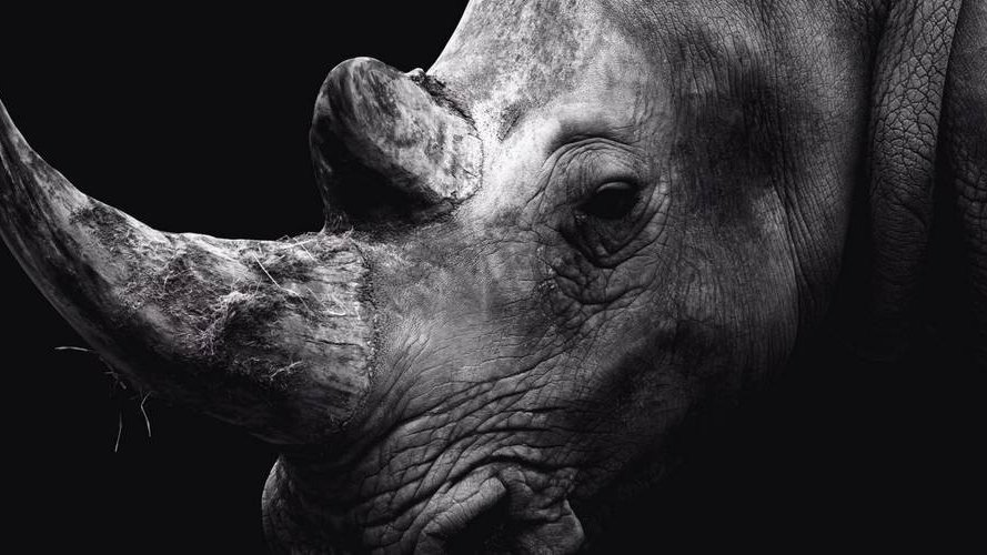 Rapport Planète Vivante 2018 : 60% des populations d'animaux sauvages perdues en 40 ans