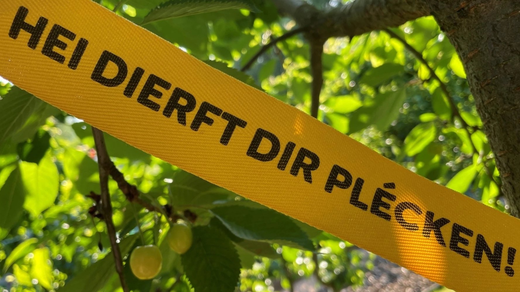 Un ruban jaune contre le gaspillage de fruits, via l'action « Gielt Band »