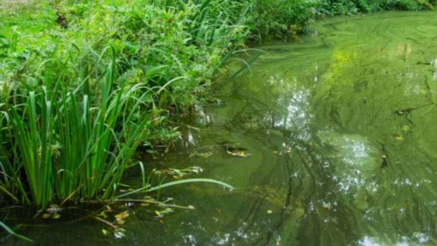 Prolifération des « algues bleues » : un vrai danger !