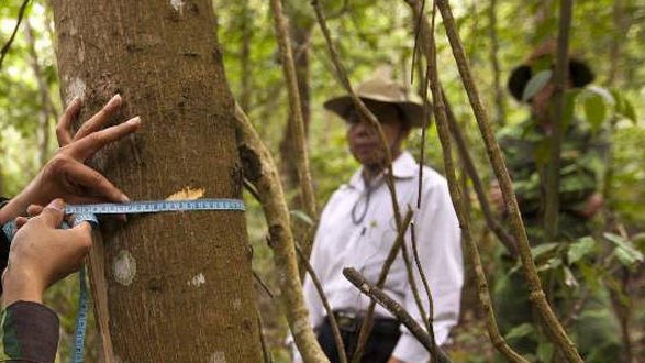 La FAO lance un logiciel informatique pour améliorer les systèmes nationaux de surveillance des forêts