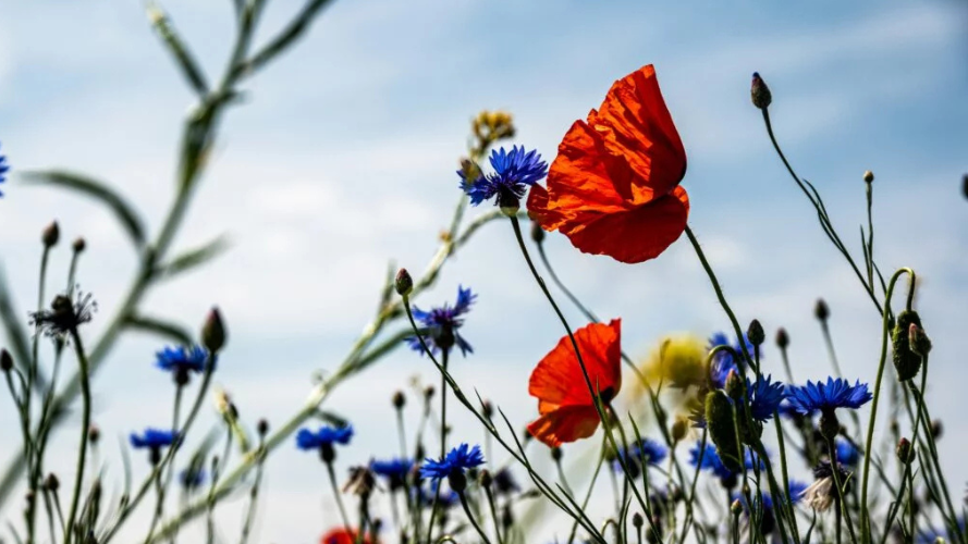Une richesse discrète – À la découverte de la biodiversité de la Pétrusse