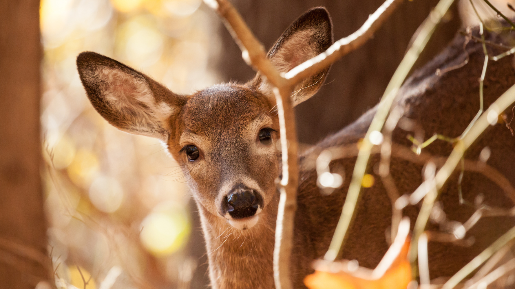 Renforcer l'équilibre entre écosystèmes forestiers et populations de gibier