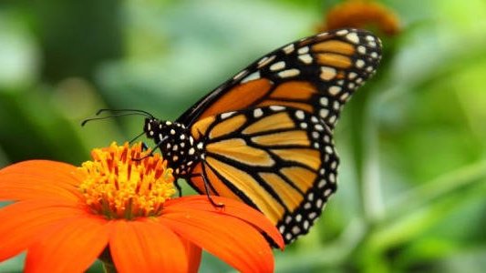 Dramatique déclin chez les papillons des prairies en 20 ans en Europe