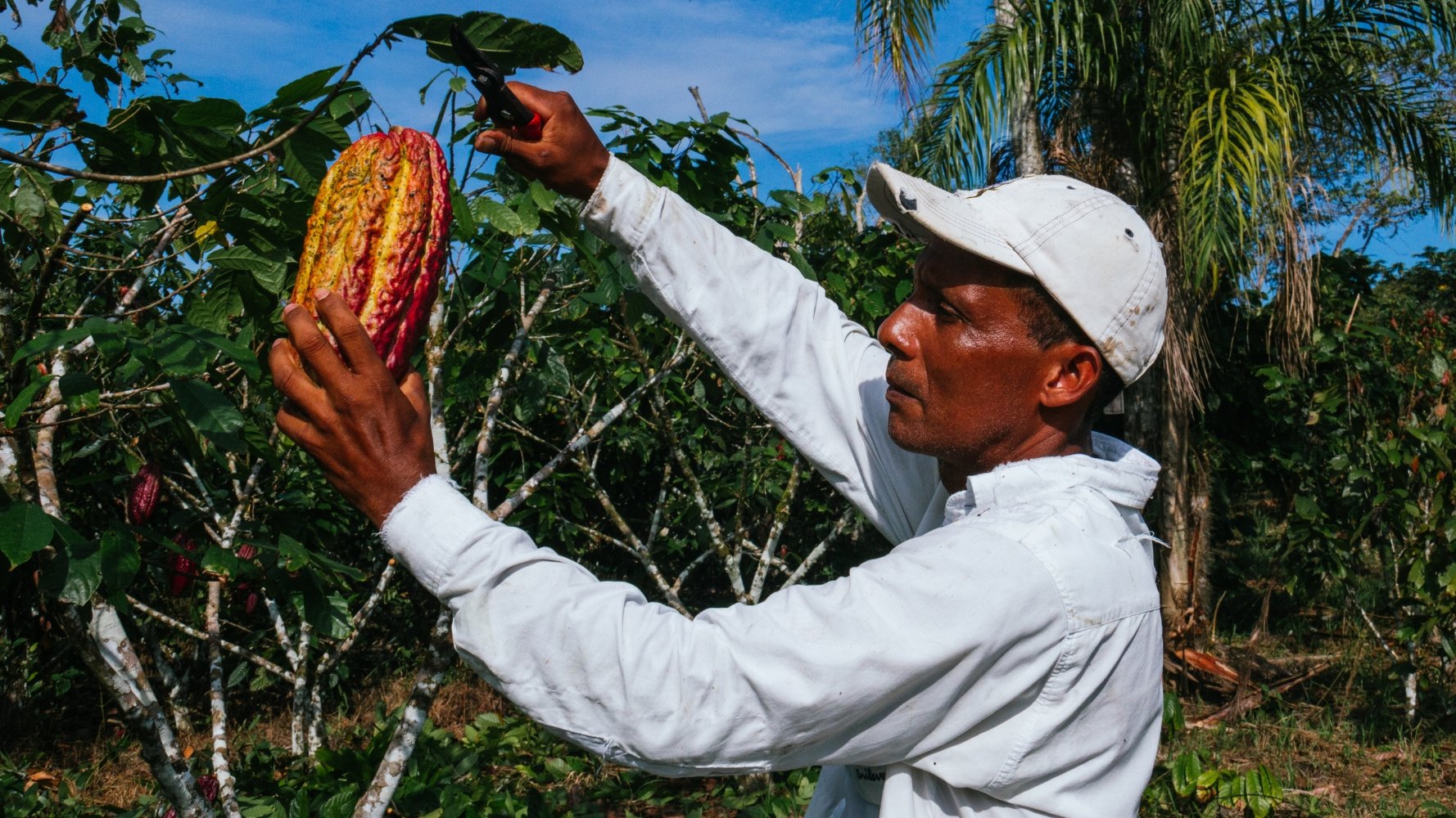 Cacao en danger : les défis à relever au niveau de la chaîne d'approvisionnement