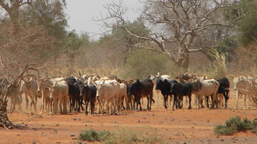 Bénin : de meilleures conditions de vie pour les éleveurs