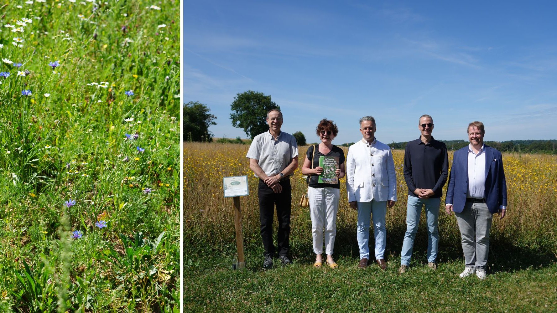 Biodiversité : un nouveau plan d'action pour la flore ségétale