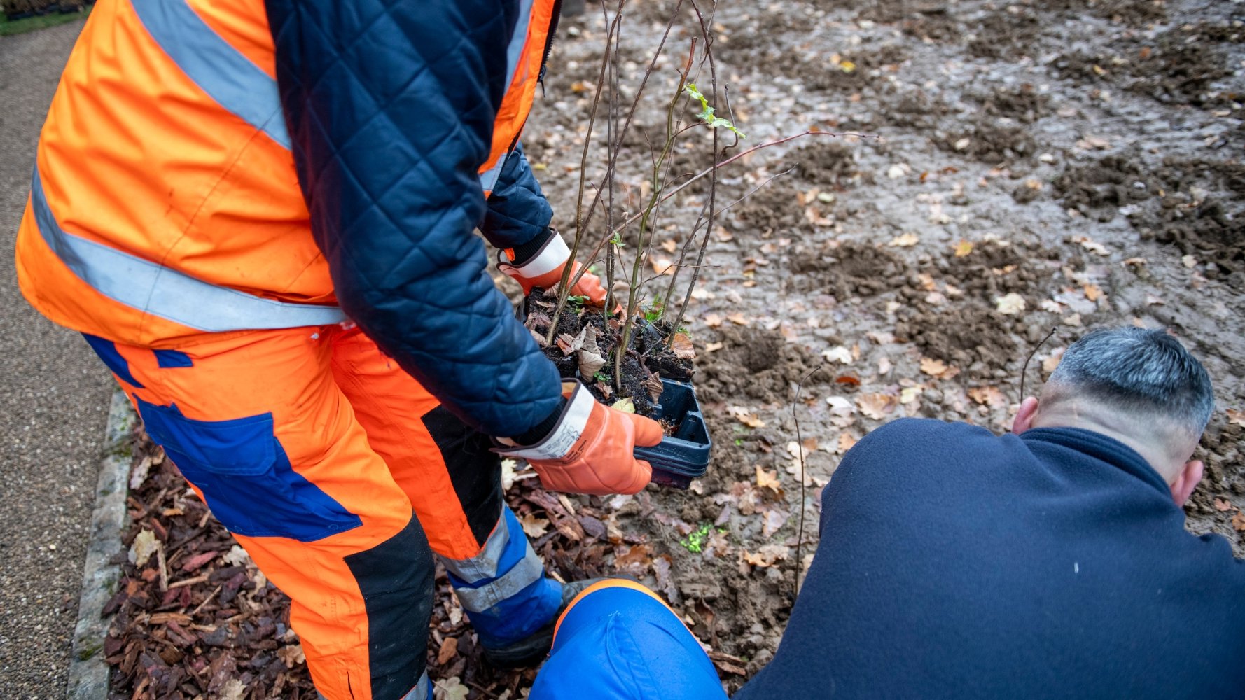 Une troisième Tiny Forest pousse près du cimetière de Neudorf