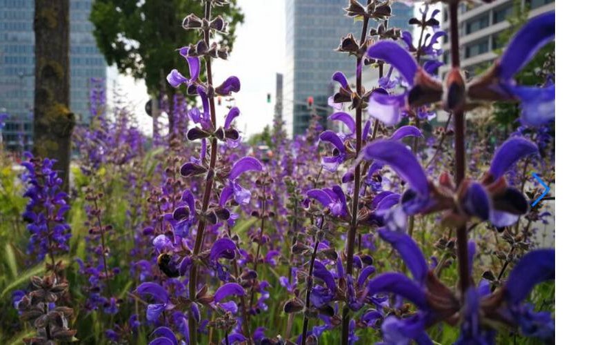 Promenades à la découverte des plantes médicinales