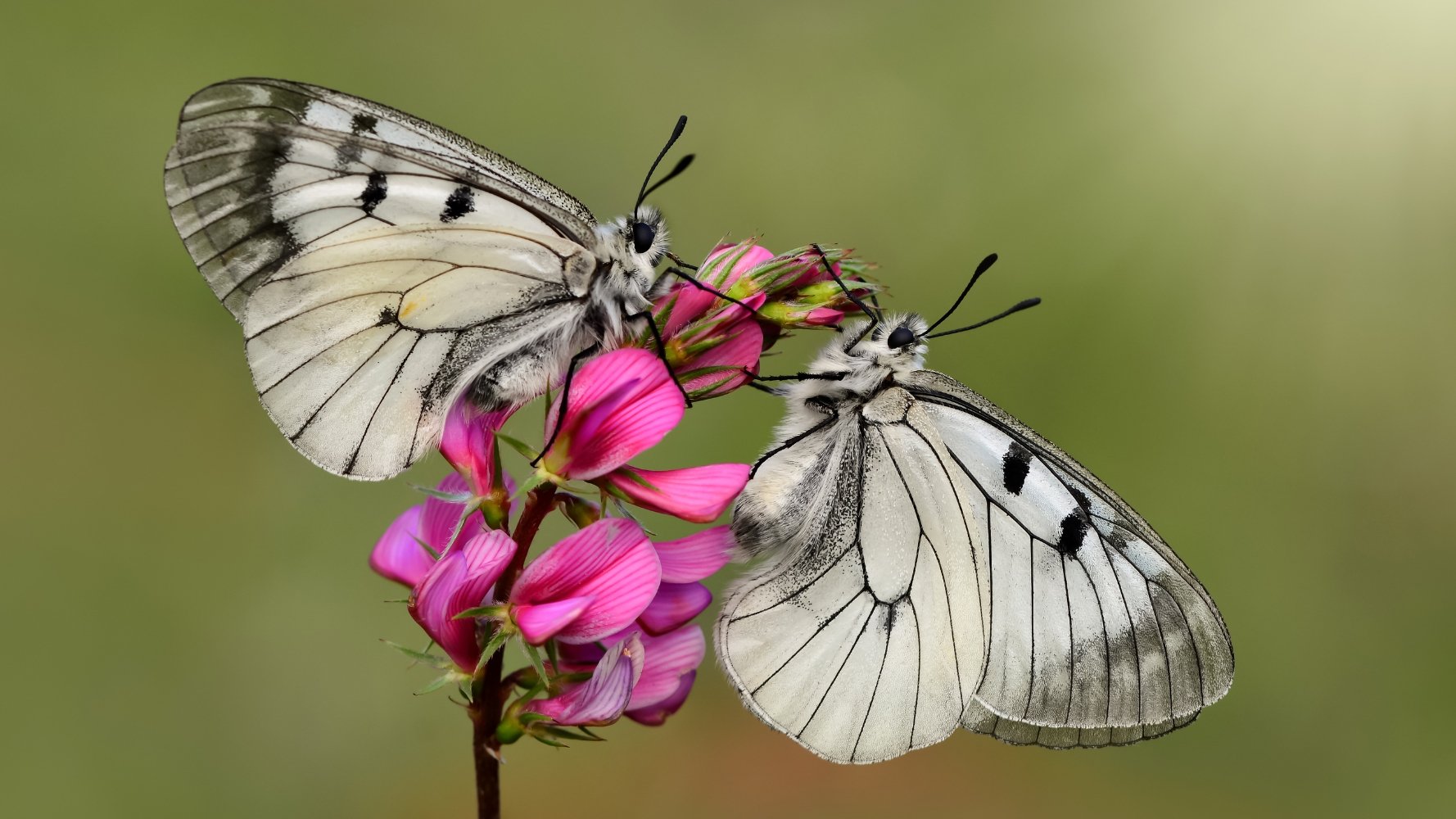 Agir vite pour préserver la biodiversité au Luxembourg