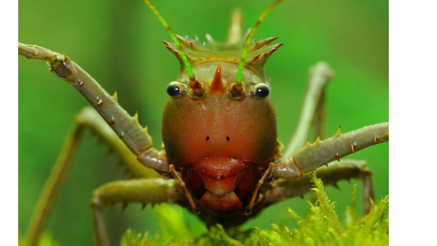 Exposition « Le monde fascinant des insectes géants »