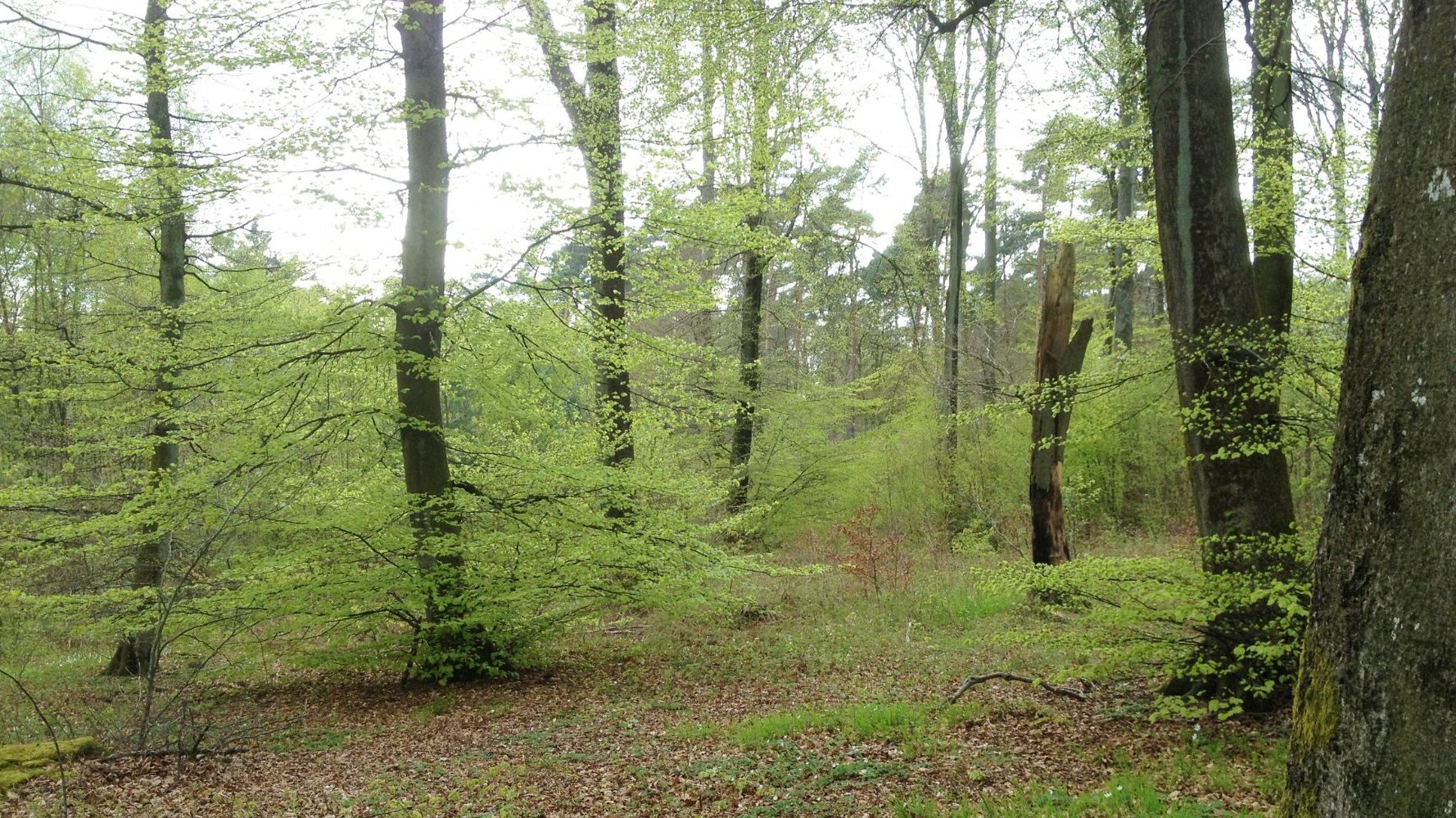 Le bois des forêts publiques : une ressource locale pour un avenir durable