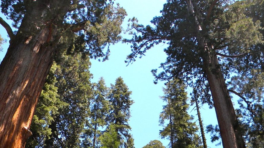 Ces arbres qui nous étonnent encore…