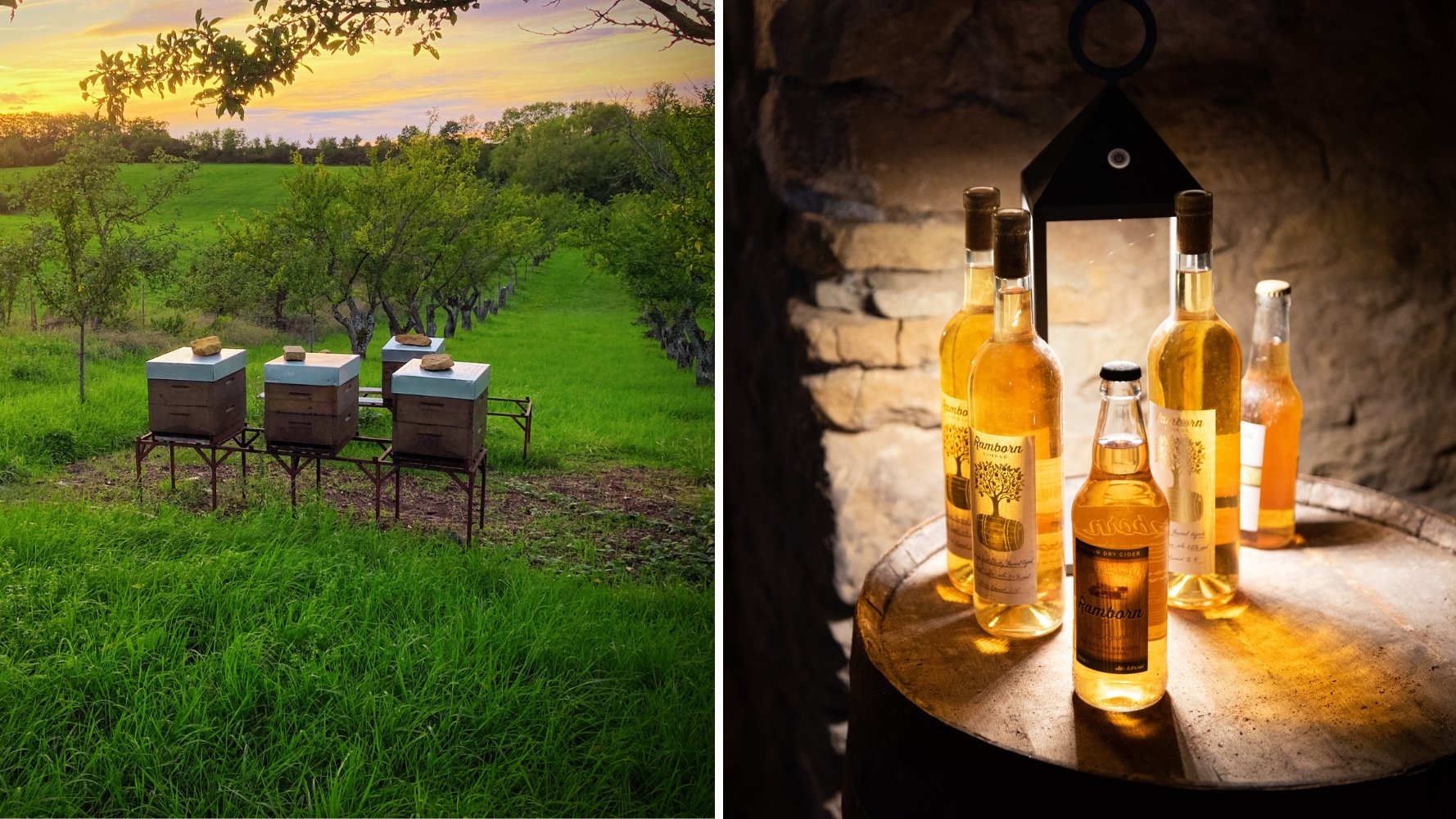 De la ruche au verger, deux visions engagées pour la planète