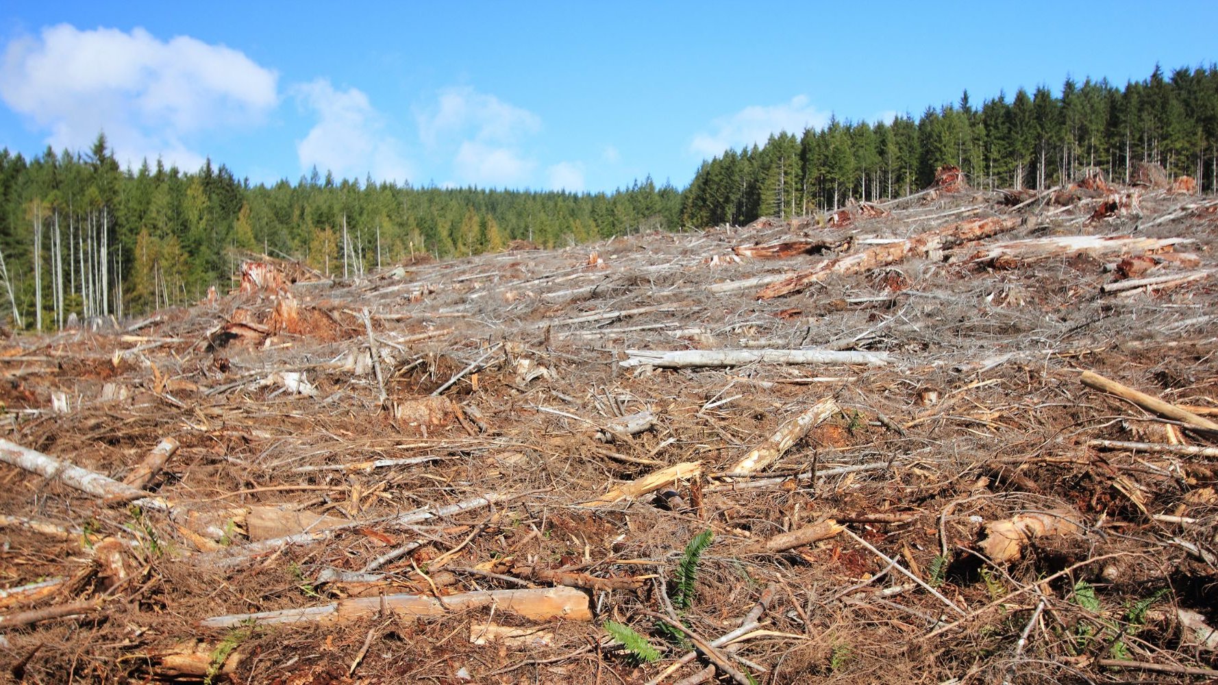 Déforestation : nouvelles règles européennes et accompagnement au Luxembourg