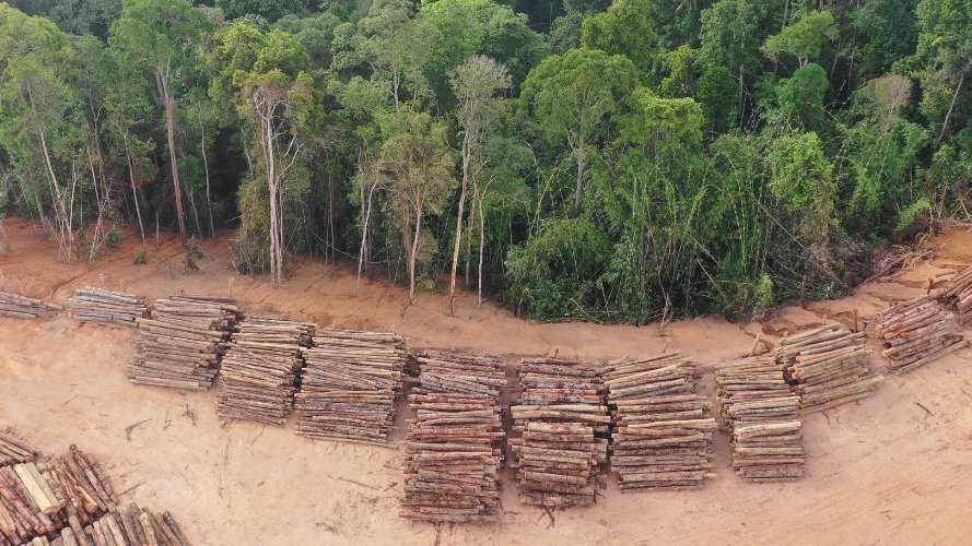 Le Parlement européen interdit les produits de la déforestation