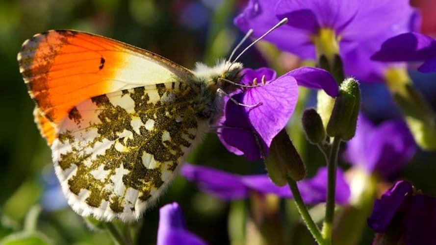 Le nombre de papillons des prairies européennes est en déclin