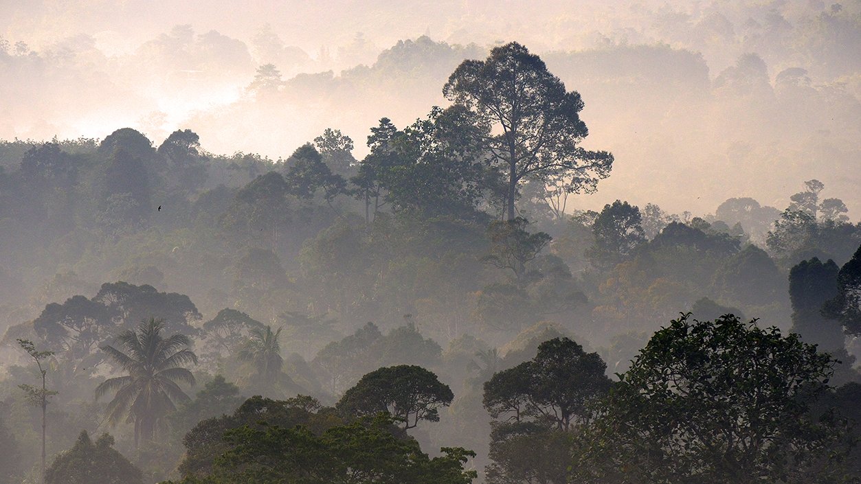 Freiner la déforestation grâce au premier bois cultivé issu de la bio-ingénierie