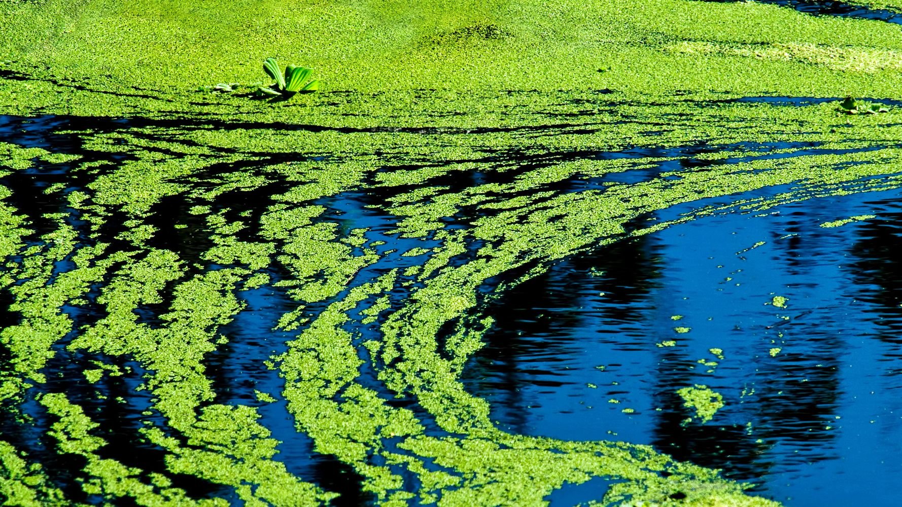 La baignade autorisée à nouveau dans les lacs de la Haute-Sûre et Weiswampach