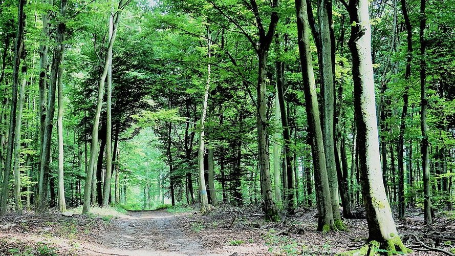 Inventaire phytosanitaire des forêts : la détérioration a repris