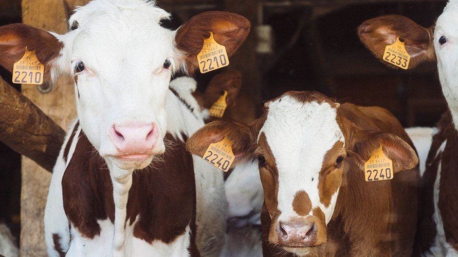 Bien-être animal : sommes-nous prêts à jouer le jeu ?