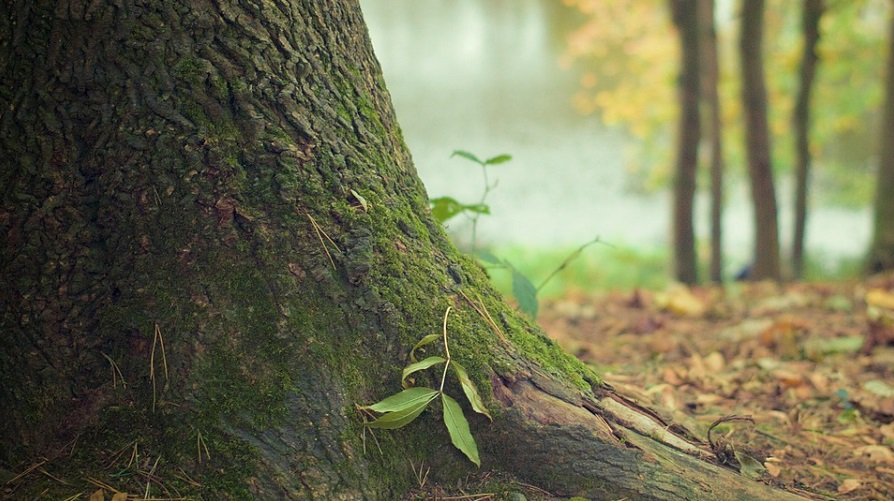 La gestion des forêts