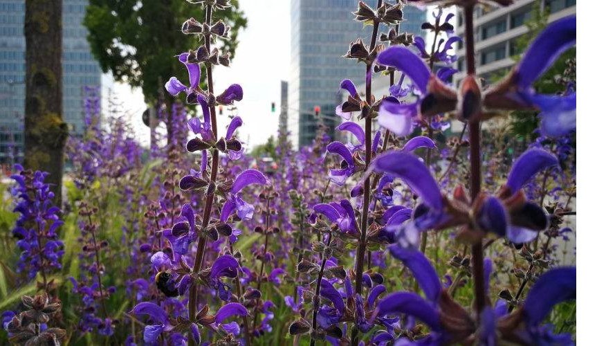 Printemps/été : Promenades à la découverte des plantes médicinales