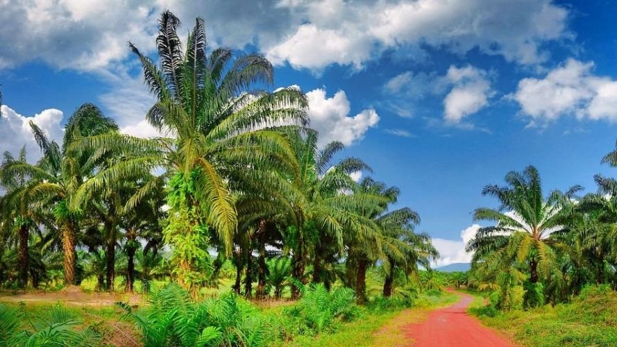 Plantations de Socfin/Bolloré : les profits explosent, la répression continue