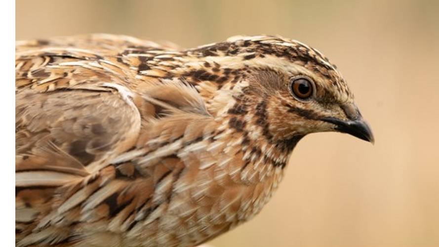 Euro Birdwatch 2021