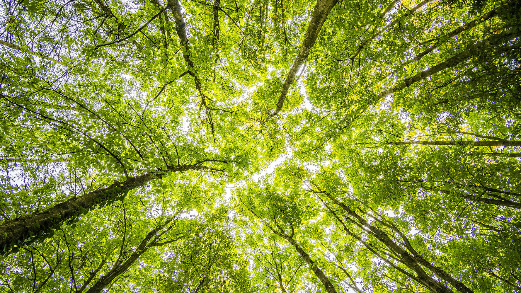 Premier « Bësch-a Juegddësch », un dialogue constructif pour l'avenir des forêts