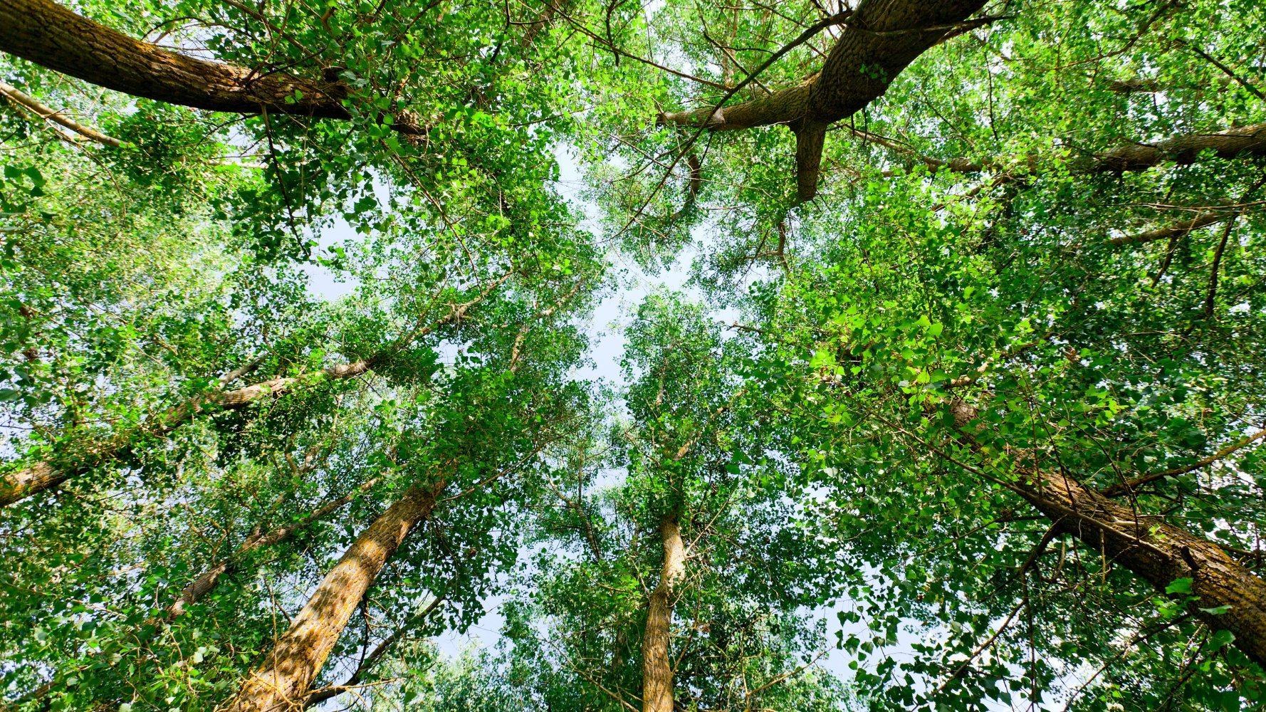 Bonheur, forêts, eau : trois Journées pour repenser notre lien au vivant