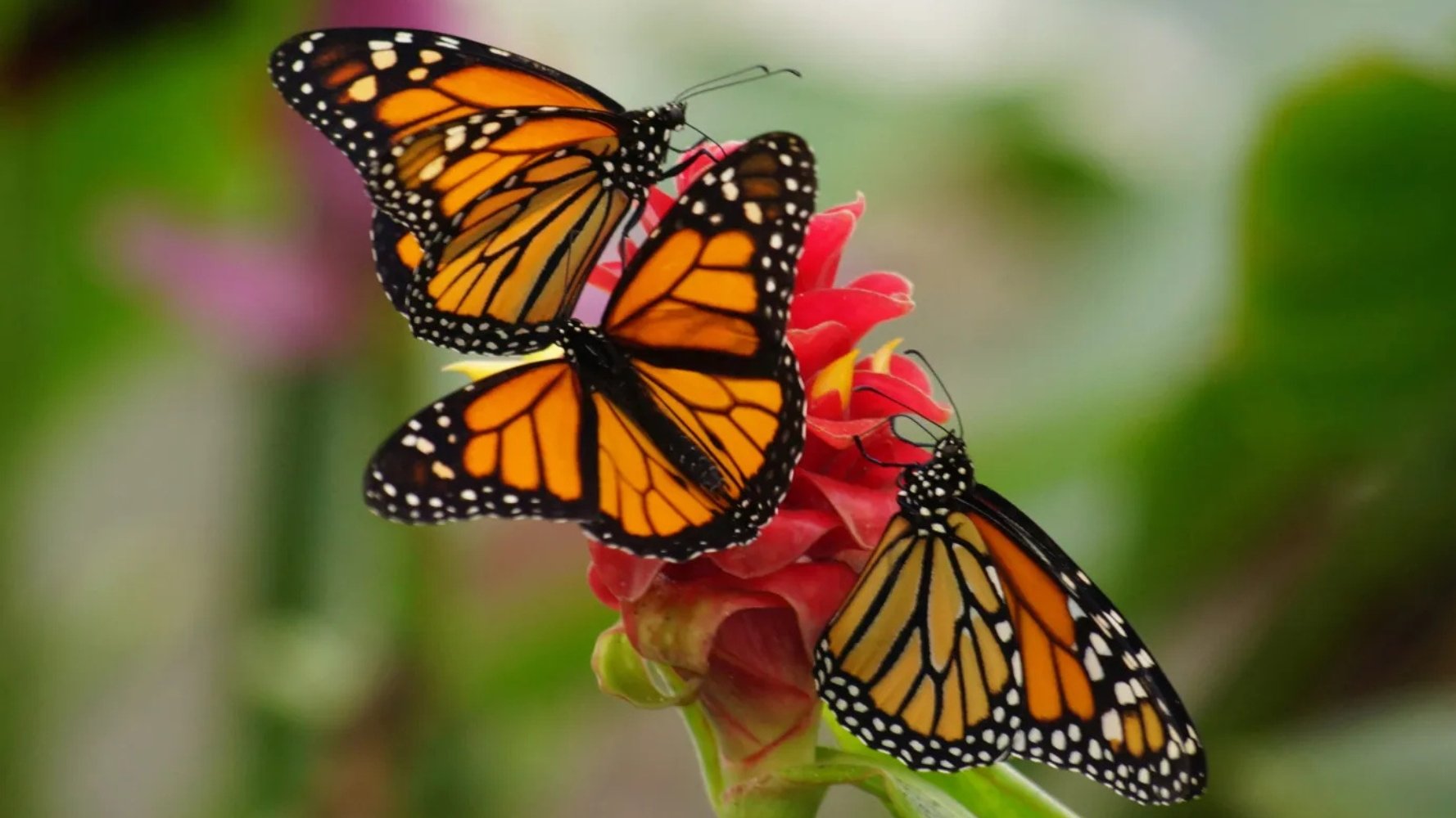 Et si vous faisiez une pause au Jardin des Papillons ?
