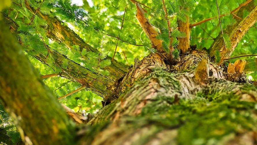 Ciné-débat L'intelligence des arbres