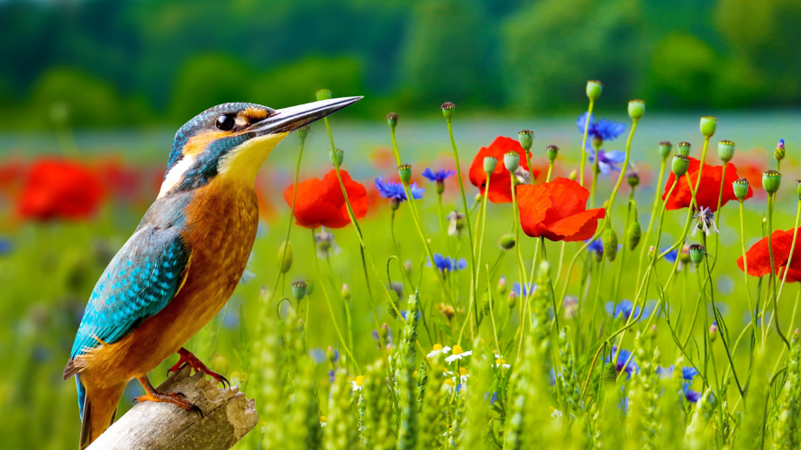 Investments for sustainable land use and climate
