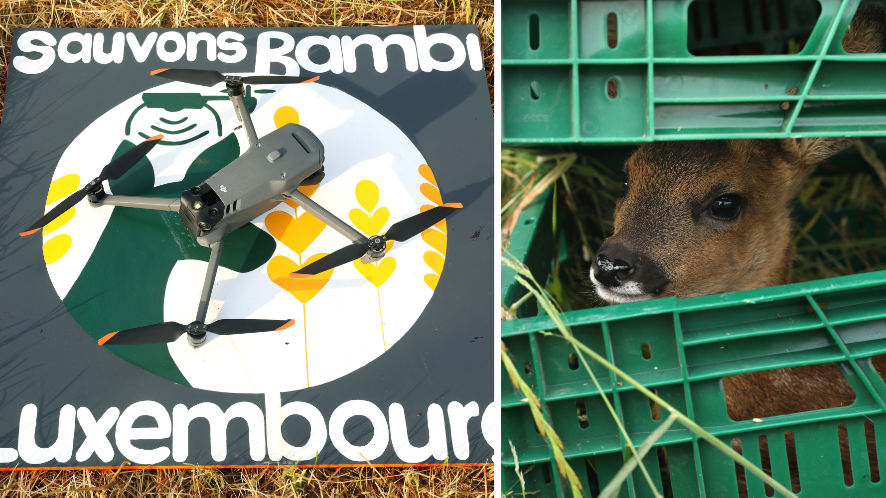 L'ASBL Sauvons Bambi Luxembourg recrute des pilotes de drone bénévoles