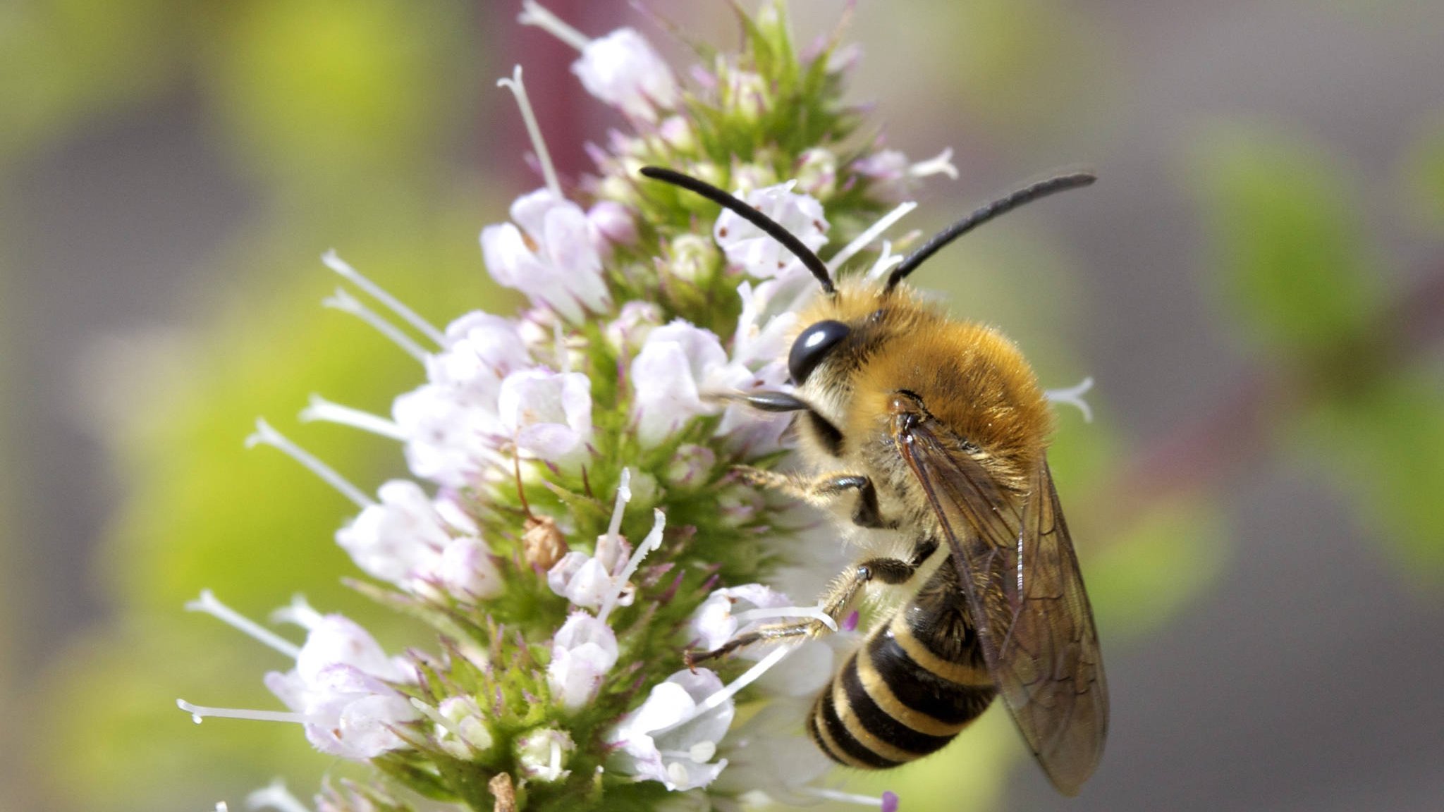 20e édition de la campagne « En Dag an der Natur »