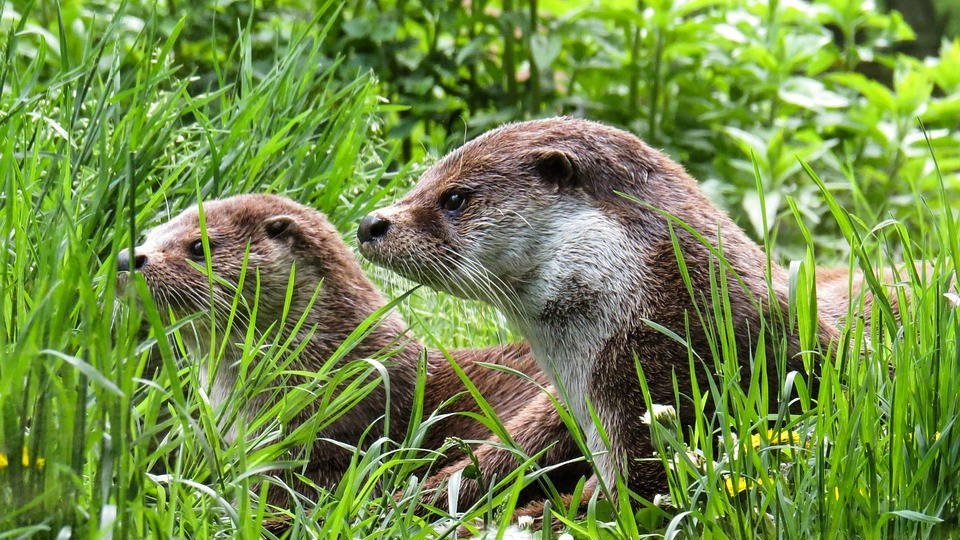 UE : examen à mi-parcours de la stratégie en faveur de la biodiversité