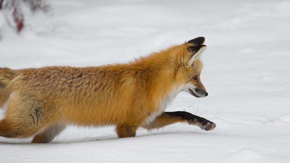 Chasse : quel bilan pour le nouveau régime ?