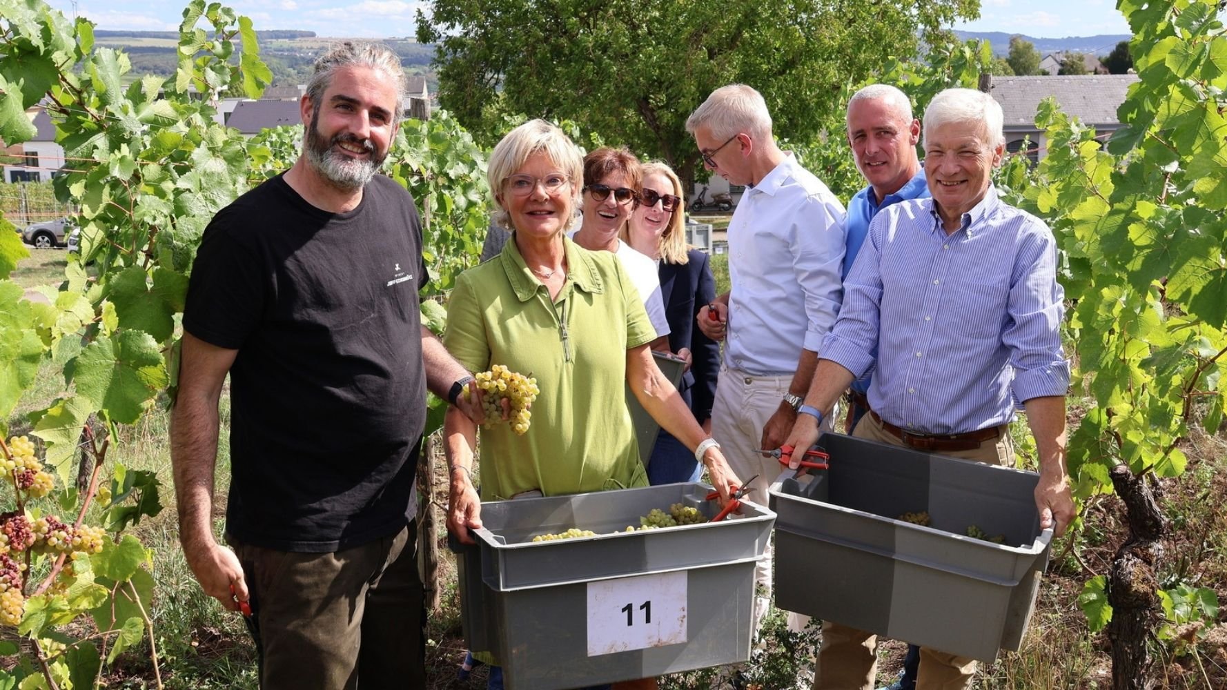 Vendanges historiquement précoces à la Moselle luxembourgeoise