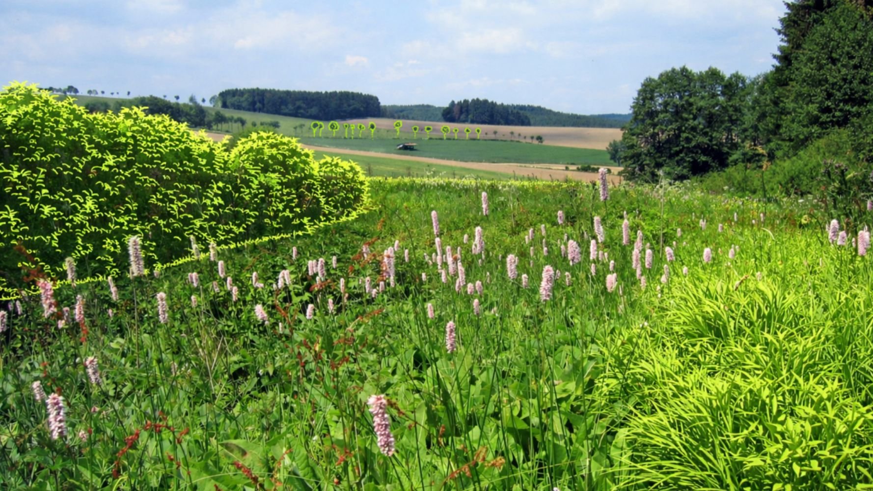 Le Luxembourg consulte sur son Plan national de restauration de la nature