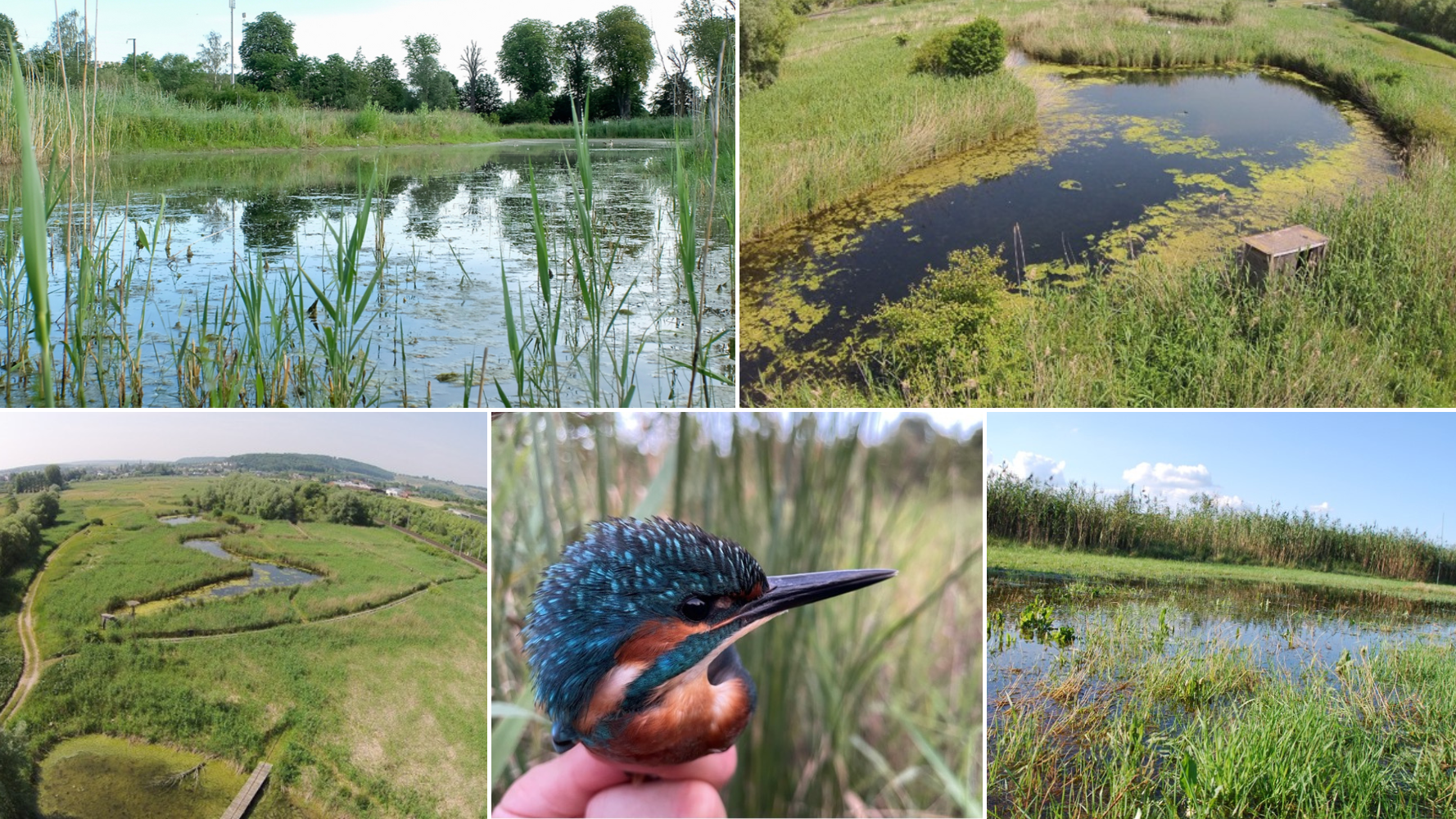 2 février 2025 : Journée mondiale des milieux humides – Journée Ramsar
